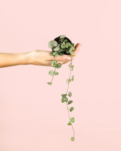 Ceropegia Woodii | Mini Plantas Naturales Interior | Pur Plant