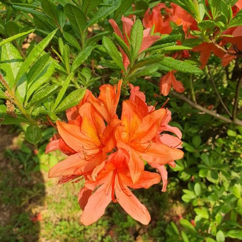 semi di rododendro - azalea - Copertura del terreno, pianta perenne, siepi, arbusti semi di piante di azalee semi di prati fioriti, piante per luoghi soleggiati Semi di prato fiorito 150pcs
