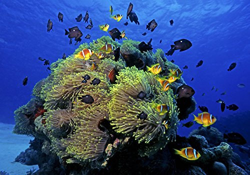 wandmotiv24 Fototapete Unterwasser, L 300 x 210 cm - 6 Teile, Wanddeko, Wandbild, Wandtapete, Fische, Meer, Blau M0017