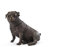 aubaho Bronze MOPS Bulldogge SKULPTUR BRONZEFIGUR Hund BRONZESKULPTUR Hunde ANTIK Stil