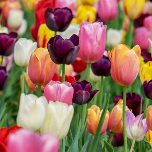 acquaverde | 100 Bulbi di Tulipano Triumph Mix, Tulipani di Premium Prima scelta Olandesi, Fiori Multicolore Profumati per Giardino, Vaso, Fioriera e Aiuola - Pezzatura 10/11