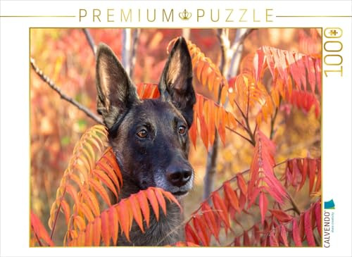 CALVENDO Puzzle Malinoishündin | 1000 Teile Lege-Größe 64 x 48 cm Foto-Puzzle für glückliche Stunden