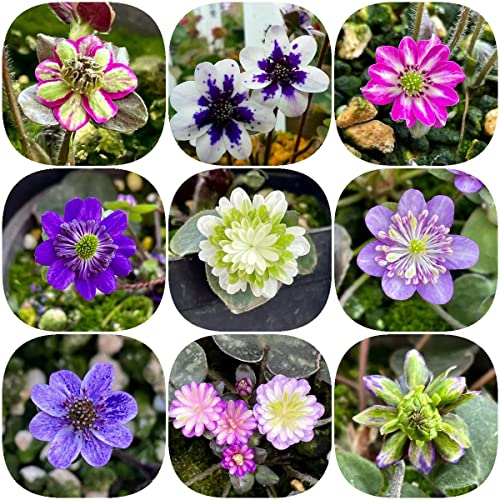 hepatica samen blumenmischung - Hepatica nolilis japonica - Seltene Pflanzen serie - nachhaltige geschenke seeds garten geschenke für männer blumen garten blumensamen hochbeett 600 Stück