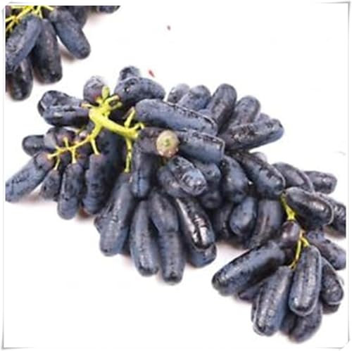 Weinreben kaufen winterhart zwiebeln,winterhart,klettererdbeeren Pflanzen,Vitis vinifera weinrebe,seltene Pflanzen,Dekorative Blumen,Trauben pflanzen,tafeltraube.-1 zwiebeln-F