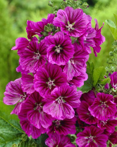 -Bulk- Mystic Merlin MALVA-azul/púrpura + 250 semillas perennesMalva sylvestris