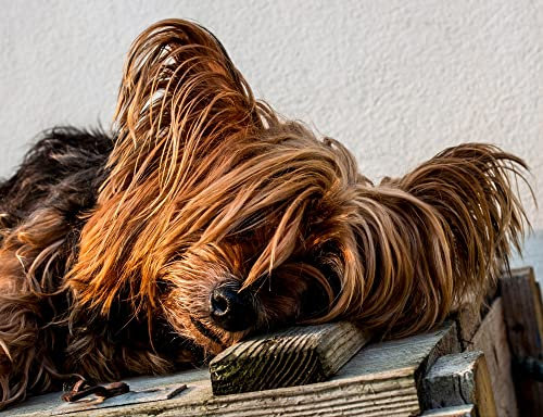 hansepuzzle 34710 - Yorkshire Terrier Puzzle 1000 Teile - Tierwelt-Puzzle mit hochwertiger Aufbewahrung: Kartonbox und wiederverschließbarem Beutel - Format 60 × 46 cm