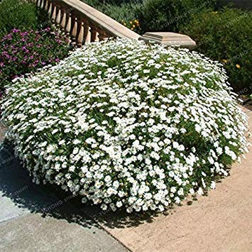 . 100 Pcs/Sac Tapissant Chrysanthème Chrysanthème Vivace Fleur Plante Marguerite Plante en Pot pour Jardin: 3