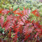 100 Stücke Farne Winterhart Für Garten Sonne Samen, Winterfeste Pflanzen Für Balkon (Pteridophyta) Bonsai Samen, Grünpflanzen Zimmerpflanzen Samen, Farne Zimmerpflanzen Samen, Balkonpflanzen