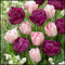 Tulpen zwiebeln,winterharte pflanzen,pflegeleicht,in verschiedenen Farben erhältlich,voller Vitalität,duftend,geeignet für Gärten,tulpenzwiebeln winterhart mehrjährig rosa.-15zwiebeln-E