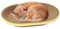 Generisch Cat Scratch Bowl - Round Corrugated Sheet Scratches & Lounger Nest, Claw Pad | Cat Lounge Dish, Pet Scratching Toy, Cat Furniture Bowl, Comfortable Rest Bed for Cats and Kittens