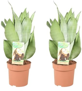 Sansevieria Moonshine – Bogenhanf – 2 Pflanzen – Zimmerpflanze – Ø14cm – 40cm – Luftreinigend & pflegeleicht – Für Wohnzimmer Büro Schlafzimmer