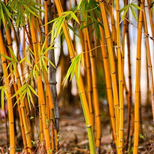 Saterkali Graines de bambou orange, 200pcs graines de bambou orange intimité jardin cour ombre plante agglomérante décor à la maison Graines de Bambou