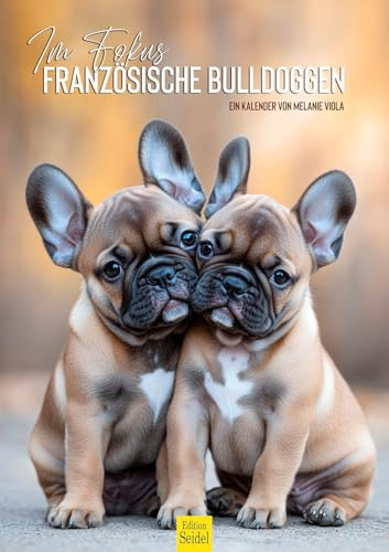 Edition Seidel Premium Kalender Im Fokus Französische Bulldoggen 2026 Format DIN A3 Wandkalender Hundekalender Hund Welpe Hunderasse Haustier Melanie Viola