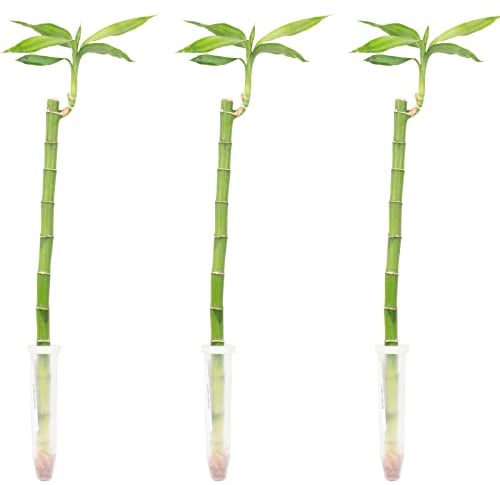 Lucky Bamboo - Set di 3 pezzi di bambù portafortuna, altezza ca. 50 cm, diametro vaso 5 cm