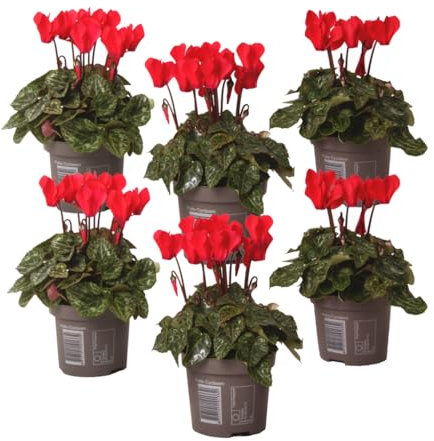 Plant in a Box - Cyclamen persicum 'Winfall Scarlet' - Set de 6 - Ciclamen persa - Maceta 9cm - Altura 10-20cm