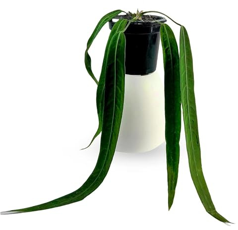 LEAL PLANTS ECUADOR Anthurium Pallidiflorum Live Plant| Green Live House Plant for Indoor Rare and Exotic Indoor Plant for Living Room|Anthurium Live Plant |Pallidiflorum Live Heart Plant