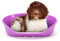 Ferplast Hundebett Katzenbett Kunststoff-Hundebett Medium Hundeliege waschbar Hundekorb atmungsaktiv rutschfest Siesta Deluxe, 74 x 48 x h 25 cm, Rose