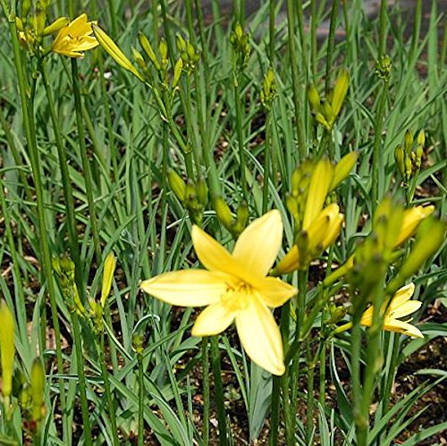 Wiesen Taglilie - Hemerocallis lilioasphodelus - lebende Gartenpflanze aus den Baumschulen