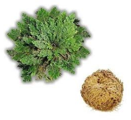 Rose von Jericho von Dragonspice Naturwaren