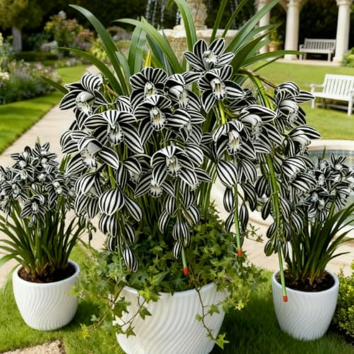 【Hcxgrtiu】 Rizomi di orchidea Cymbidium.Abbellisci il tuo giardino.Forniamo rizomi di una varietà di orchidee Cymbidium classiche e rare.-15Rizomi-H