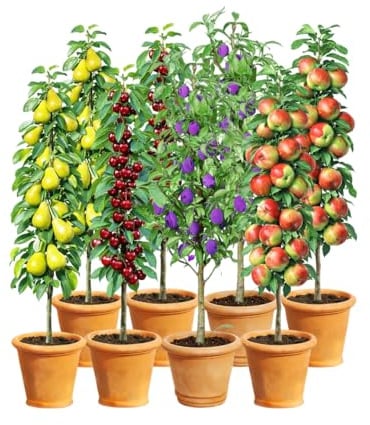 BALDUR Garten 8er Säulenobst-Kollektion, Pflanzen je im 1,5-Liter Topf | je 2x Birne, Kirsche, Pflaume & Apfel, als Säule Birnbaum, Kirschbaum, Pflaumenbaum, Apfelbaum, winterhart, platzsparend