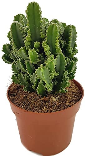 Fangblatt - Cereus peruvianus florida paolina - Felsenkaktus Ø 8 cm Topf - exotischer Kaktus