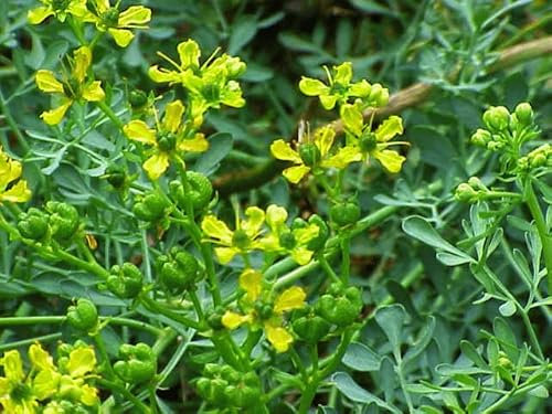Herb Rue - Ruta Graveolens - 250 semi - Erba di grazia - Repellente per insetti - NPWS
