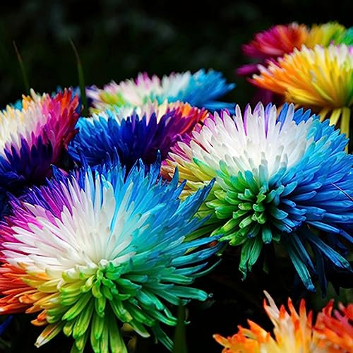 Luojuny Regenbogen-Chrysanthemensamen, 20 Stück/Beutel, leuchtende Farben, produktive, seltene dekorative Pflanzensamen für den Innenhof Regenbogen-Chrysantheme-Samen