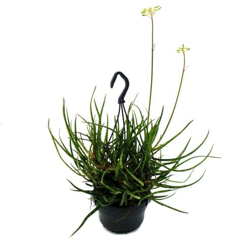 Exotenherz - Spinnen-Aloe - Aloe bakeri - hängende Pflanze im 14cm Ampeltopf