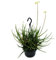 Exotenherz - Spinnen-Aloe - Aloe bakeri - hängende Pflanze im 14cm Ampeltopf