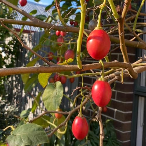 Semillas resistentes del árbol del tomate, semillas variedades antiguas, arbustos Semillas de tomate de árbol de tamarillo, árbol frutal, árboles frutales Plantas resistentes para el 200pcs
