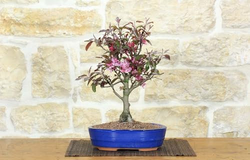 Bonsai di Melo da fiore cinese (9)