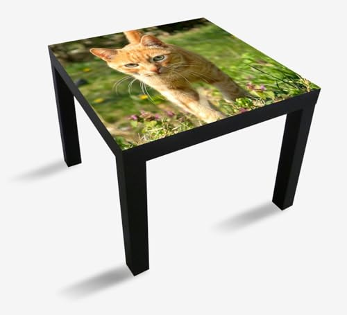 Wallario Möbelfolie selbstklebend/Aufkleber, Tischfolie geeignet für IKEA Lack Tisch - Möbeldeko Neugierige Katze im Gras in 55 x 55 cm
