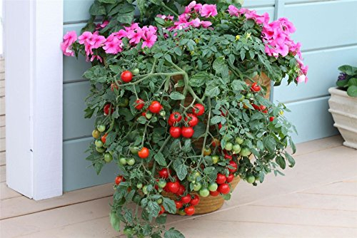 JustSeed - Tomato - Tumbling Tom Red - 15 Seeds