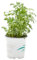 Verdecora Ruda culinaria | Arbusto aromático | Planta natural viva de exterior en maceta de Ø11cm | Hierba para infusiones | Especial para cocina (1)