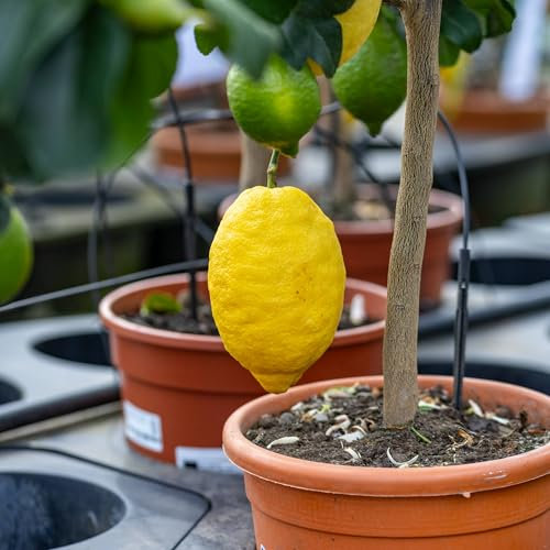 Pianta vera di Limone Femminello Carrubaro - Diametro Vaso Ø 20 cm
