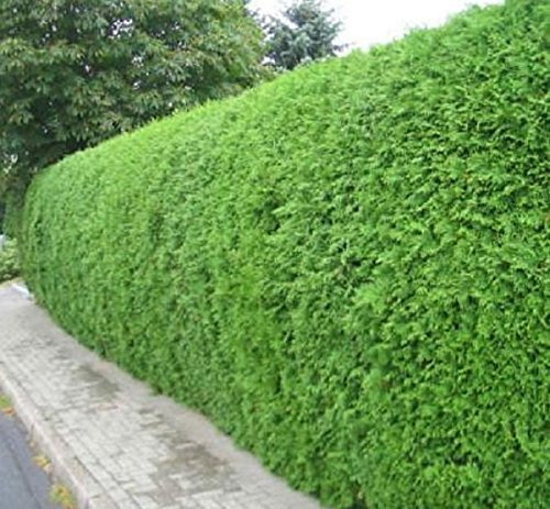 Müller Münchehof GmbH 10 Stück Thuja Brabant im Topf/Container Größe 60 bis 80 cm