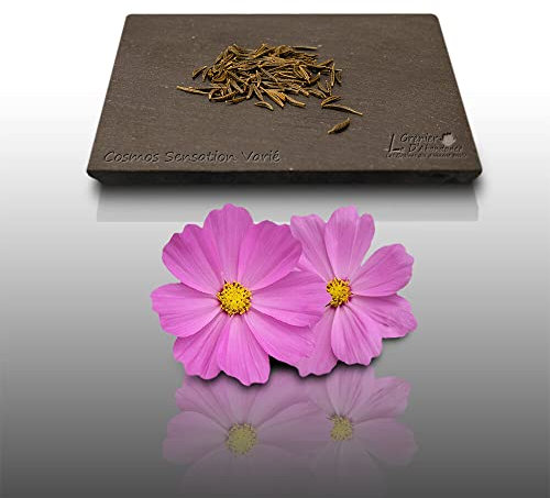 100 graines Fleurs à semer - Le Grenier d'Abondance - COSMOS sensation varié - Cosmos