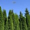 Gardline - Lebensbaum Thuja Smaragd 60-80 cm IM TOPF.3-200 Koniferen. Immergrün, Winterhart - 18 St. (ca. 5 Meter)