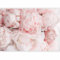 murando - Papier Peint Panoramique Adhésif Nature 343x256 cm - Tapisserie Murale Autocollante Décoration Chambre - Marron rose gris - Rose les plantes nature bouquet fleurs pivoines b-C-10086-a-a