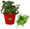 P. Piantine da Orto | Prezzemolo Comune, Pianta in Vaso Diametro 14 cm, Pianta Pronta per il Trapianto, Pianta Vera da Esterno, Piantina Aromatica per Balcone o Terrazzo, Vivaio Italiano