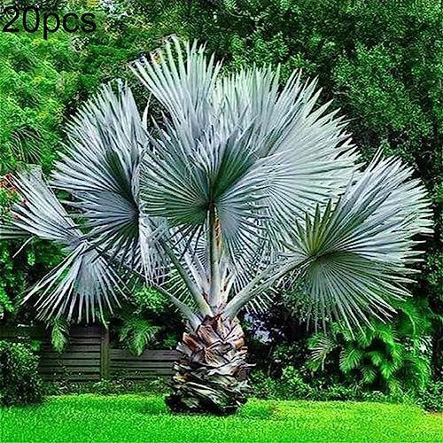 Generic Semi di palma, 20 pezzi di piante perenni rare, semi di palma, cycas tropicale, decorazione da giardino Semi Di Palma 20 pezzi