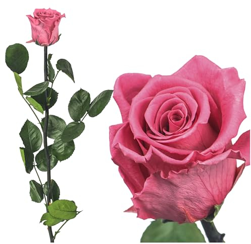 Ewige Rose 50cm, Konservierte Rose mit Stiel Gypsy Rose - Rote Rosen, gefriergetrocknet, haltbare Rosen, Heiratsantrag Deko, infinity rosen, Rose Rot Rose künstlich Ewig blühende Rose (Dunkel Rosa)