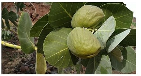 Pcs - 10x Calotropis Procera Oscher Fettblattbaum Garden Plants - Seeds B199 & Plants Shop by Ipsa
