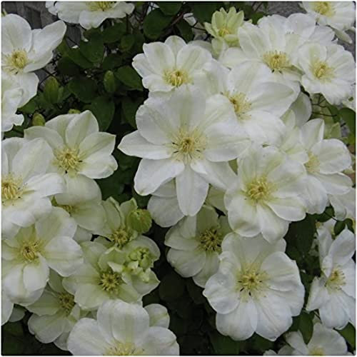 Clematis Hybrid 'Guernsey Cream' X 3 Large Plug Plants for Potting on by Growtanical