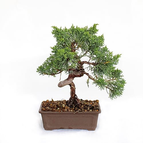 KENTIS - Bonsai Juniperus Chinensis Ito-Igawa - Echter Wacholder Bonsai - Echte Pflanzen für den Außenbereich - Hoch 25-30 cm Topf Ø 15,5 cm