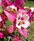 90 Stück Akelei-Blumensamen