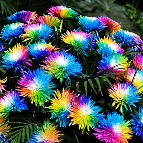 Saterkali Semillas de crisantemo arcoíris, 150 piezas/juego Semillas de crisantemo arcoíris Decorativas Hermosas y divertidas Semillas de flores de sol para patio Semillas