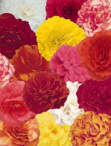 Just Seed - Flower - Begonia - Nonstop Mixed F1-50 Pelleted Seed - Large Pack