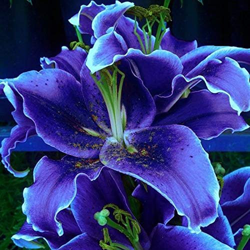 Benoon Semi Di Giglio, 100 Pezzi/Borsa Semi Di Giglio Necessario Per Il Sole Non Ibrido 8 Colori Semi Di Giglio Bonsai Per Bonsai Blu